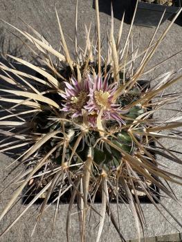 Stenocactus multicostatus